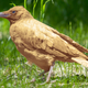 Image for article titled Crows Evolve New Blond Look Concluding 17-Million-Year Goth Phase